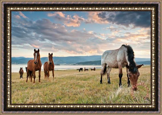Collection 12 Curious Horses Framed Painting
