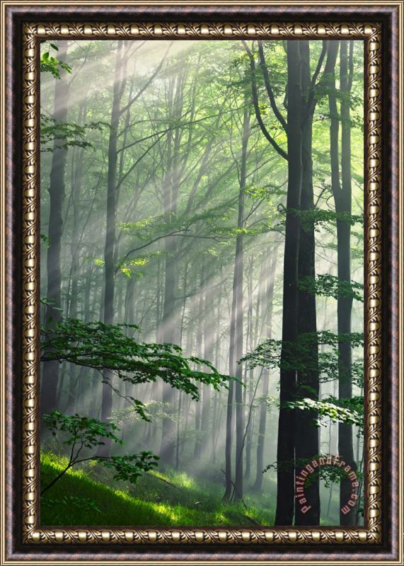 Collection 12 Fleeting Beams Framed Print
