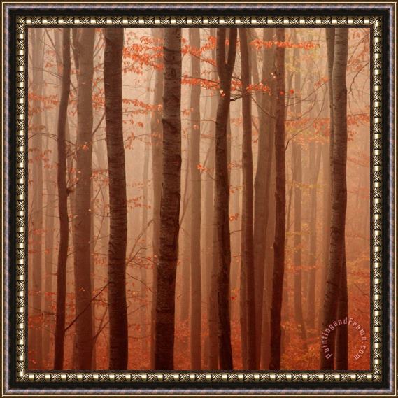 Collection 12 Forest Barcode Framed Print
