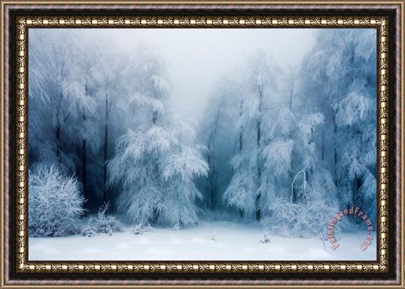 Collection 12 Frozen Forest Framed Print