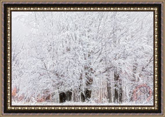 Collection 12 Frozen Trees Framed Painting