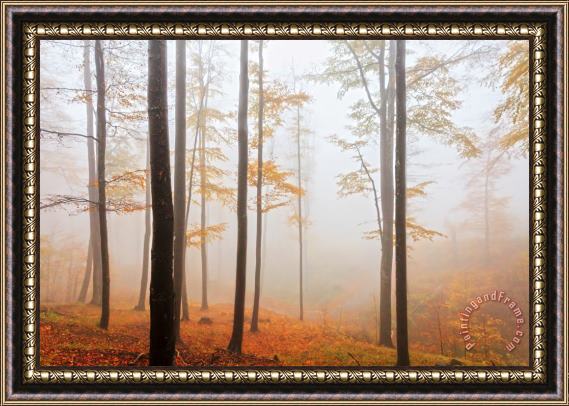 Collection 12 Golden Autumn Forest Framed Print