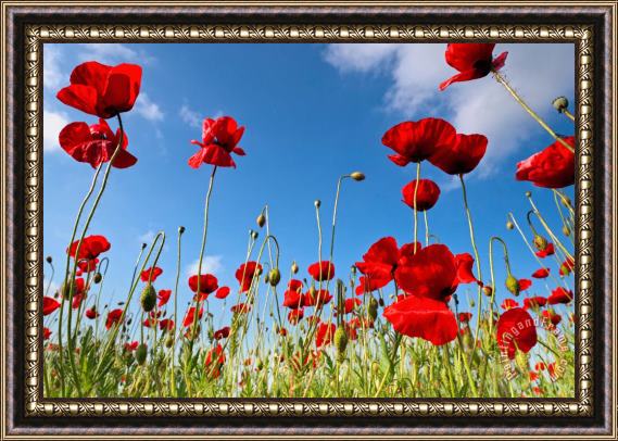 Collection 12 Poppies Season Framed Print