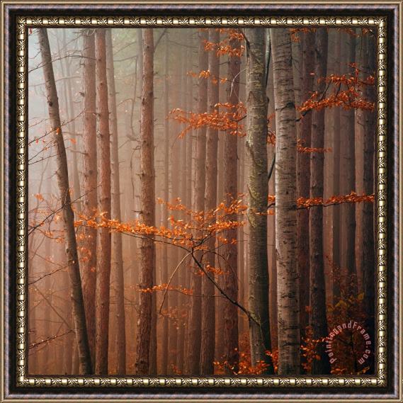 Collection 12 Red Wood Framed Print