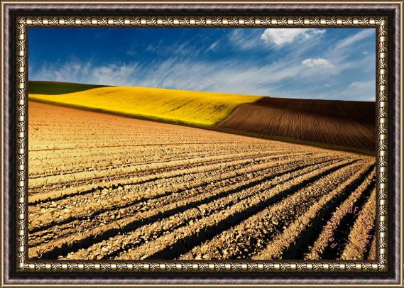 Collection 12 Spring Fields Framed Painting
