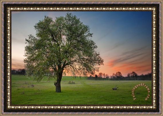 Collection 12 Spring Is Here Framed Print