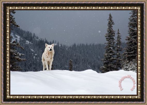 Collection 12 The Wolf Framed Print