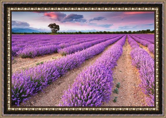 Collection 12 Violet Dreams Framed Painting
