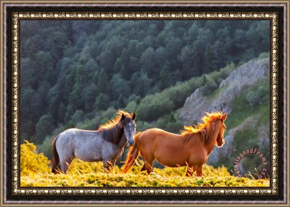 Collection 12 Wild Horses Framed Print