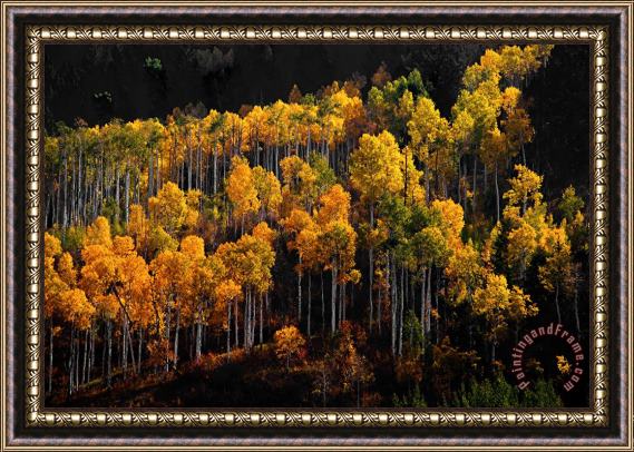 Collection 13 Morning Aspens Framed Painting