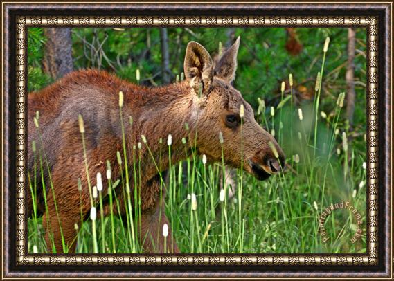 Collection 14 Baby Moose Framed Painting
