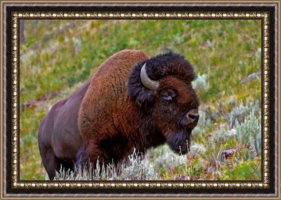 Collection 14 Bison Framed Painting