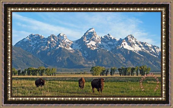 Collection 14 Bison Range Framed Painting
