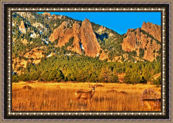 Collection 14 Buck and Flatirons Framed Print
