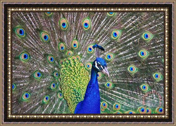 Collection 14 Peacock Colors Framed Print
