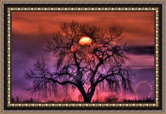 Collection 14 Sunrise Through The Foggy Tree Framed Print