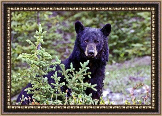 Collection 14 The Black Bear Stare Framed Painting