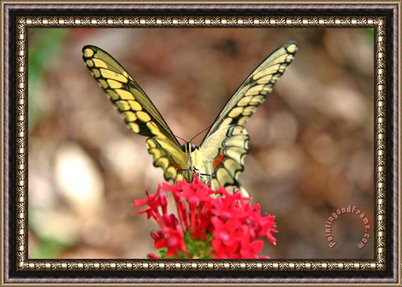 Collection 14 Wings Framed Print