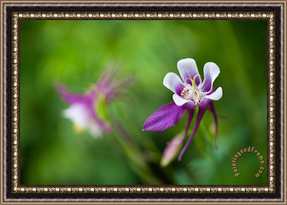 Collection 3 Purple Columbine Wildflower Framed Print