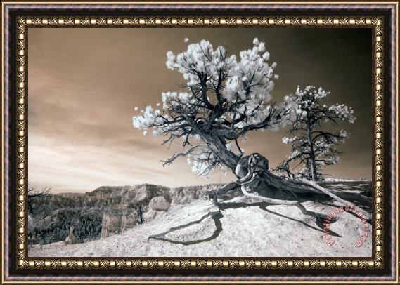 Collection 6 Bryce Canyon Tree Sculpture Framed Painting