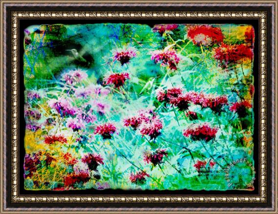 Collection 8 Hummingbirds nectar gathering Framed Print
