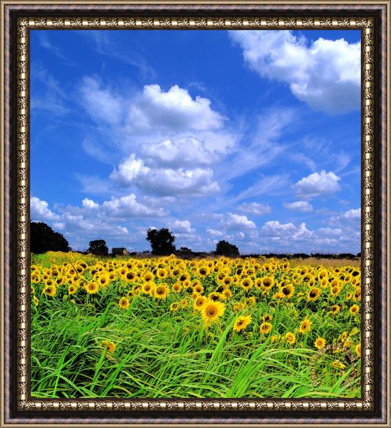Collection 8 Windswept field and sky Framed Painting