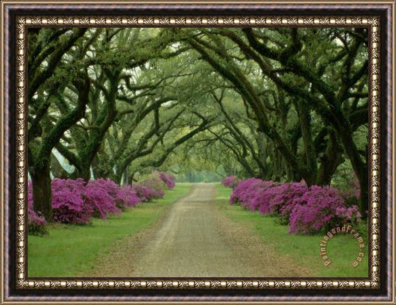 Collection A Beautiful Pathway Lined with Trees And Purple Azaleas Framed Print