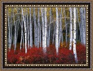 Framed Print Framed Print