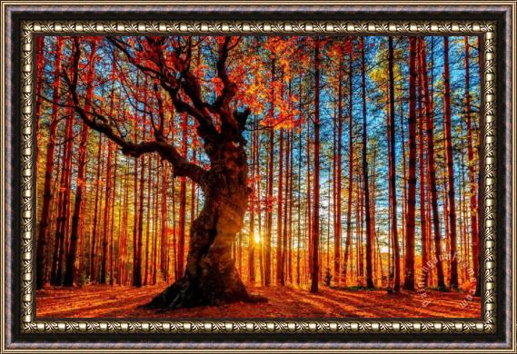 Collection Trees in Fall Framed Painting