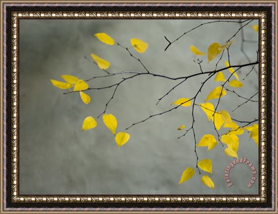 Collection Yellow Autumnal Birch Betula Tree Limbs Against Gray Stucco Wall Framed Painting