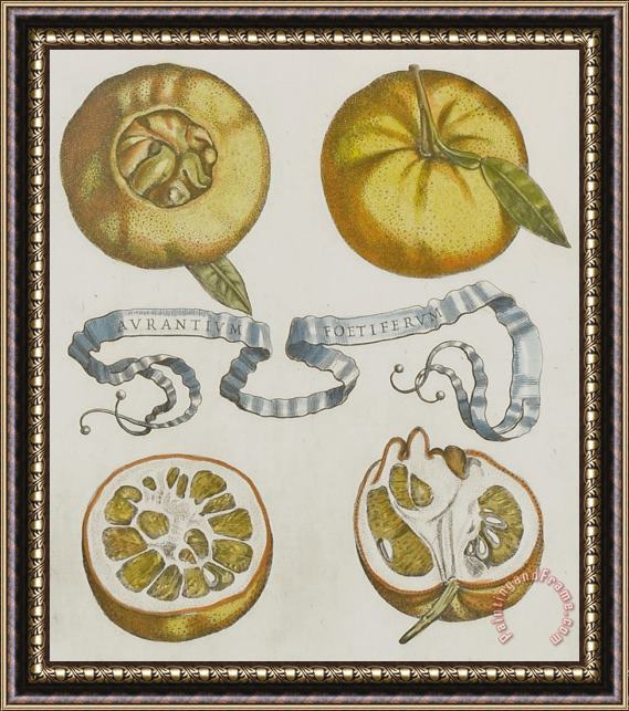 Cornelis Bloemaert Oranges Framed Print