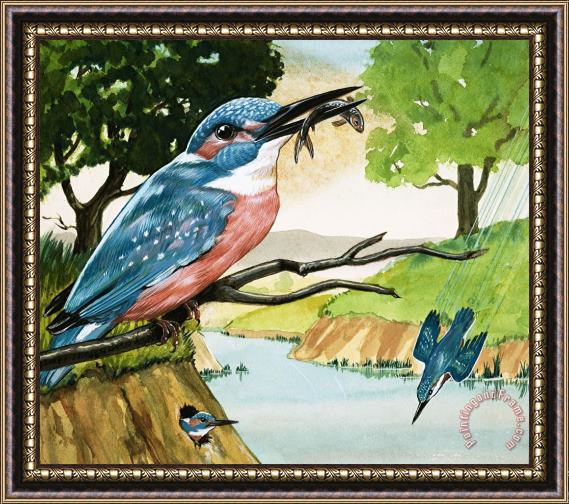 D A Forrest The Kingfisher Framed Print