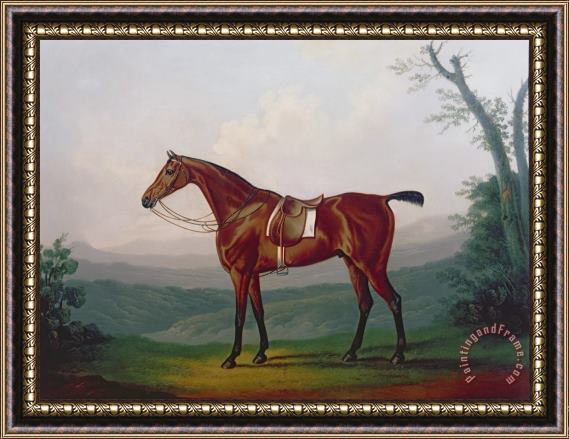 Daniel Clowes Portrait of a Race Horse Framed Painting