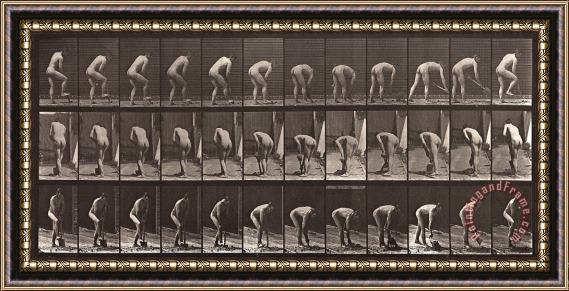 Eadweard J. Muybridge Animal Locomotion, Plate 388 Framed Painting