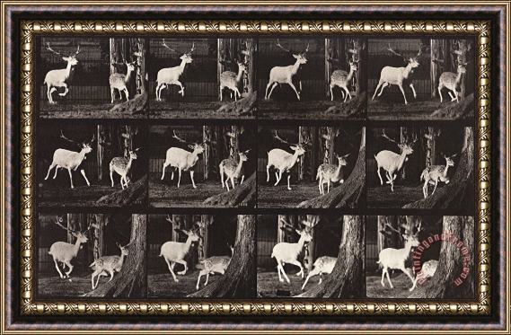 Eadweard J. Muybridge Animal Locomotion, Plate 686 Framed Print