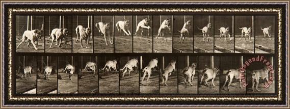 Eadweard J. Muybridge Animal Locomotion, Plate 712 Framed Print