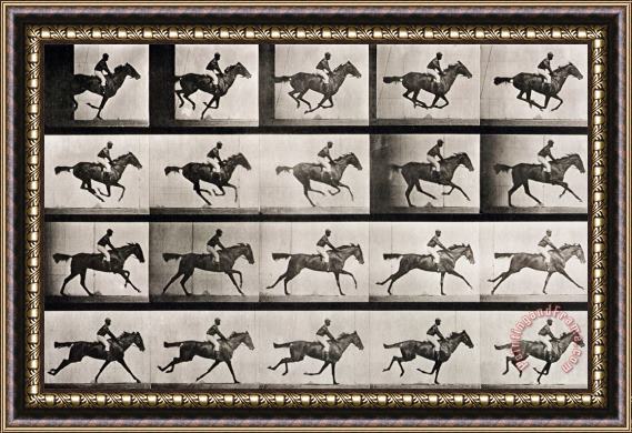 Eadweard Muybridge Jockey On A Galloping Horse Framed Painting