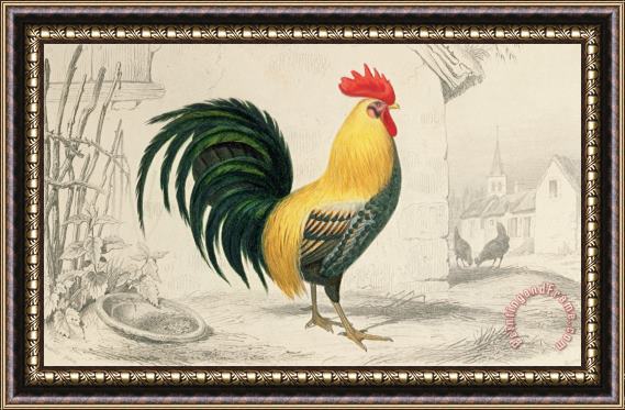 Edouard Travies Domestic Cock Framed Painting