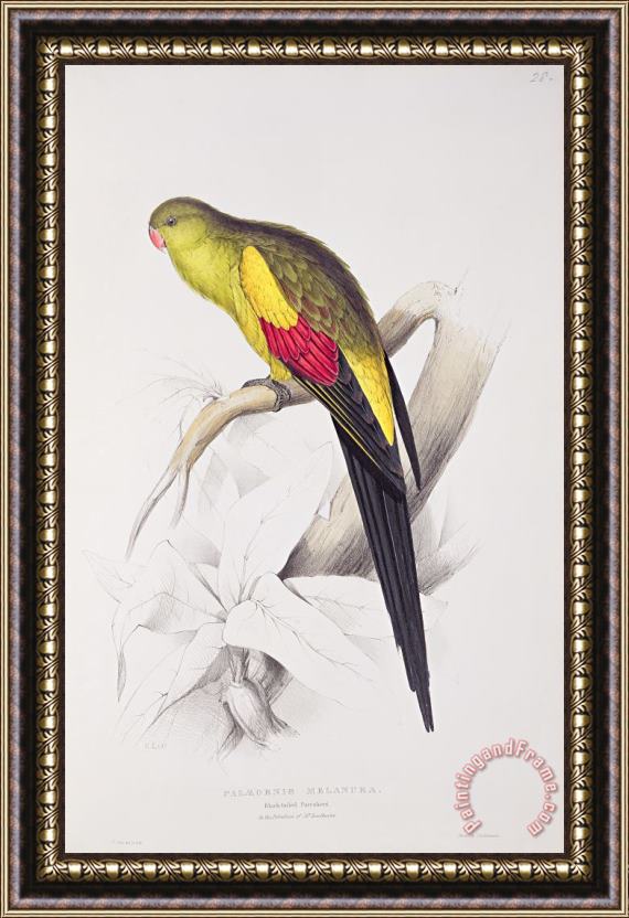 Edward Lear Black Tailed Parakeet Framed Painting