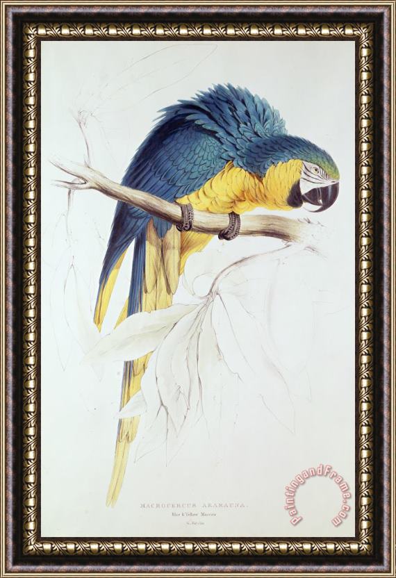 Edward Lear Blue And Yellow Macaw Framed Painting