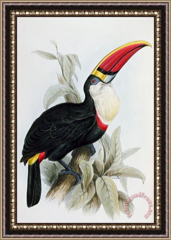 Edward Lear Red-billed Toucan Framed Painting