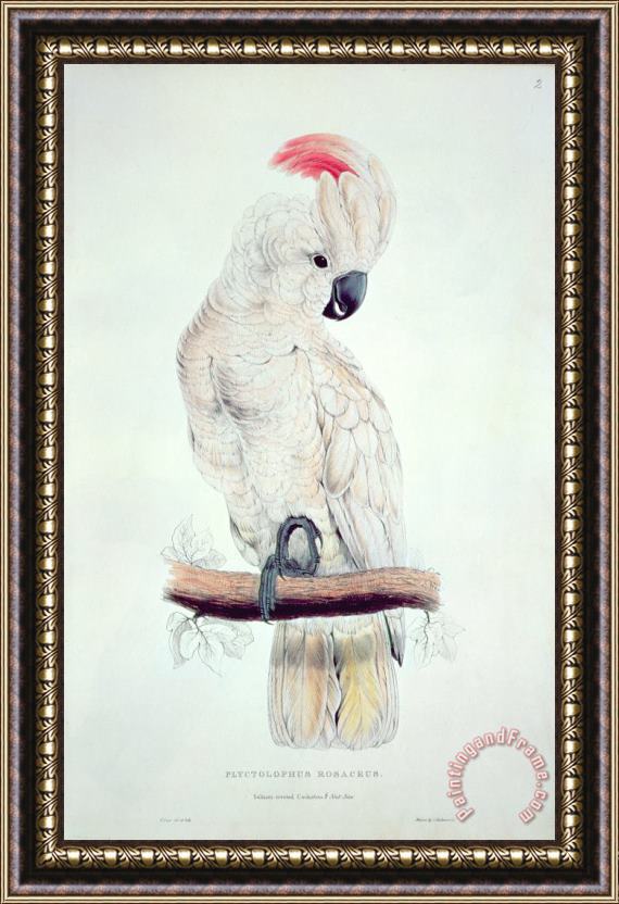 Edward Lear Salmon Crested Cockatoo Framed Painting