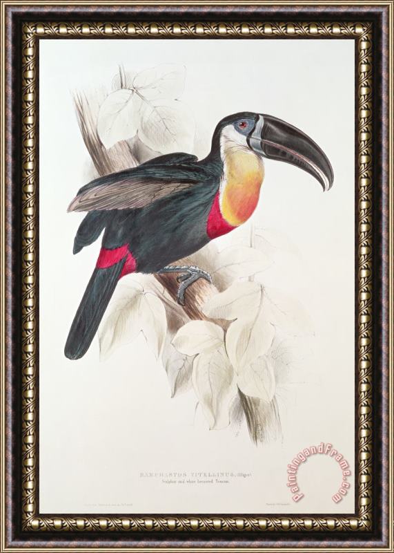 Edward Lear Toucan Framed Painting