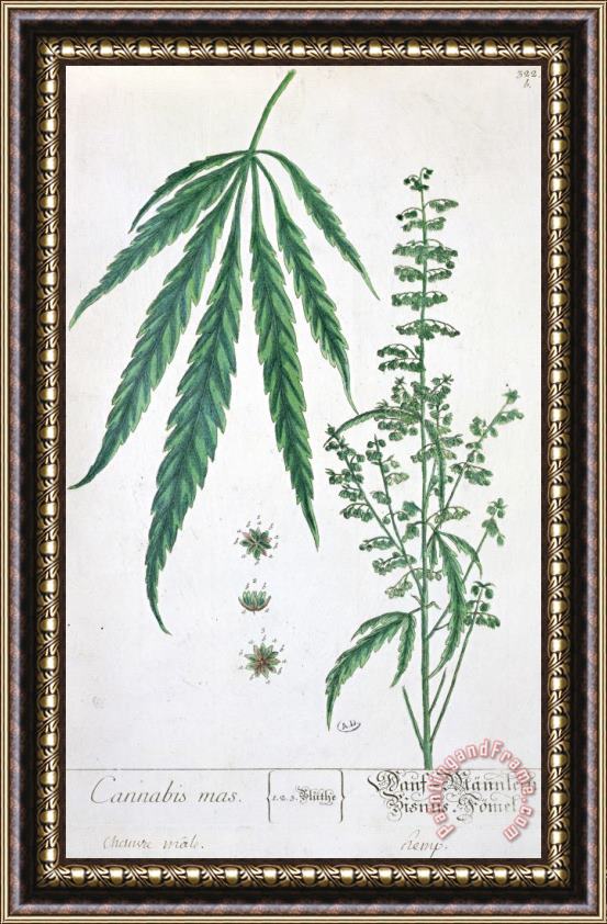 Elizabeth Blackwell Cannabis Framed Painting