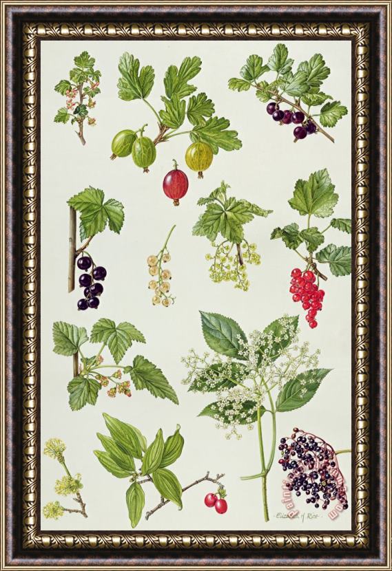 Elizabeth Rice Currants and Berries Framed Painting