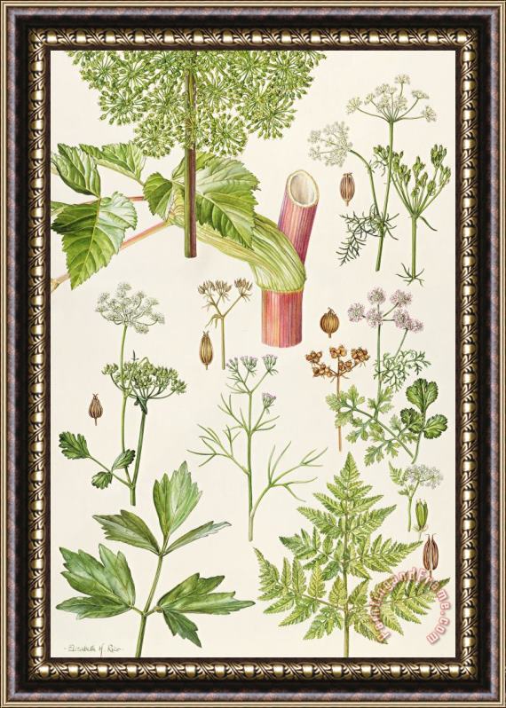 Elizabeth Rice Garden Angelica and other plants Framed Painting