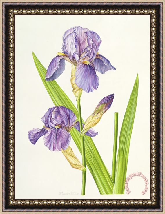 Elizabeth Rice Iris Framed Painting