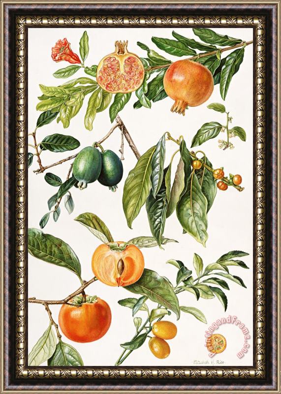 Elizabeth Rice Pomegranate and other fruit Framed Painting
