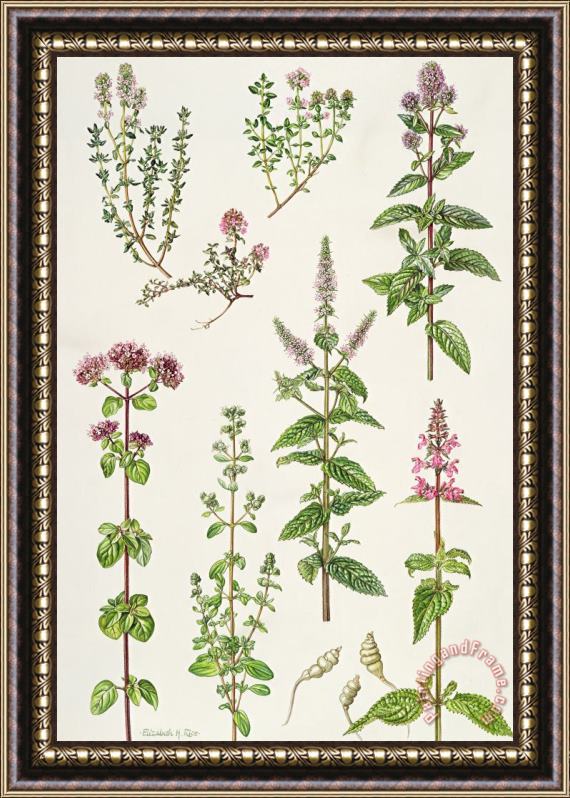 Elizabeth Rice Thyme and other herbs Framed Painting