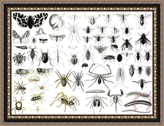 English School Entomology Myriapoda And Arachnida Framed Print